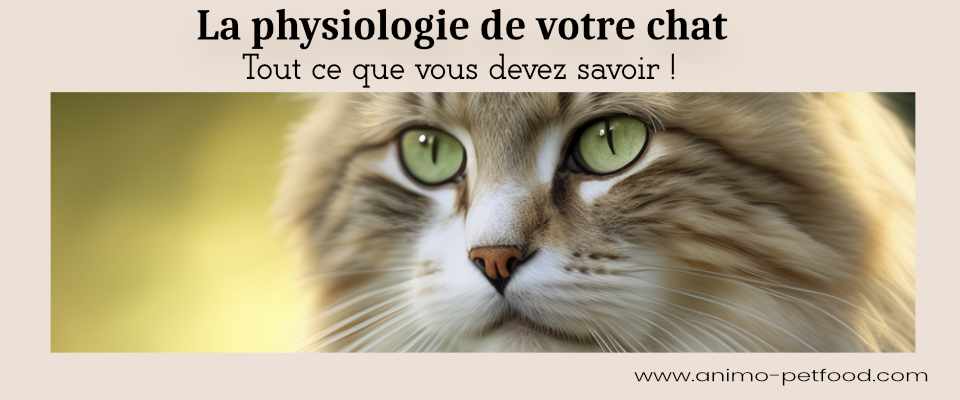 physiologie-du-chat